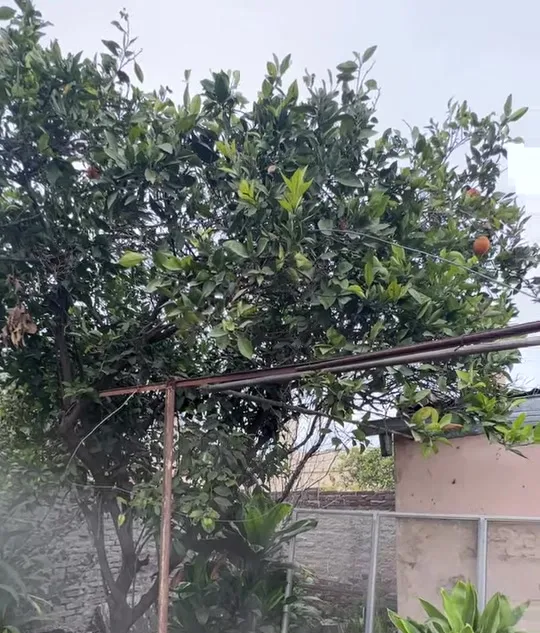 Patio con un naranjo antes del proyecto